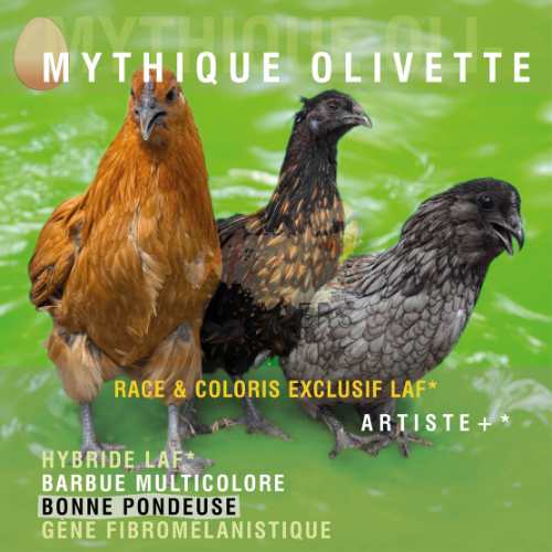 Ponte Surprise