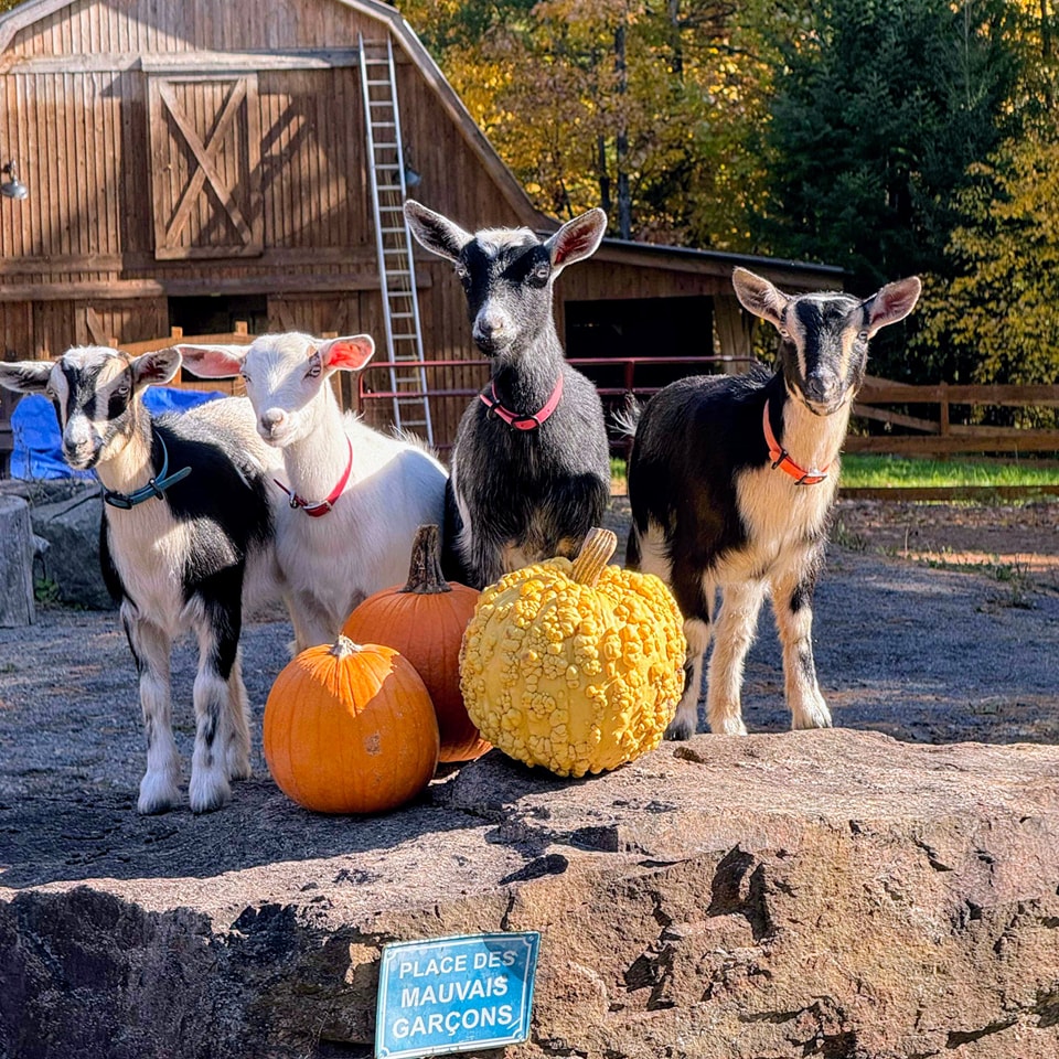 Mini-Chèvre