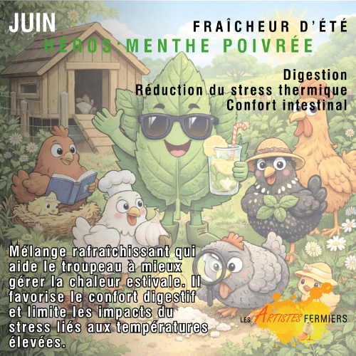 Programme Annuel 1 mois – Mélange Herbes & Épices