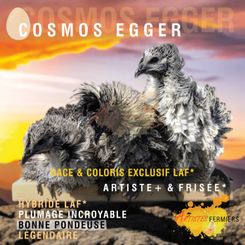 Poules Ornementales